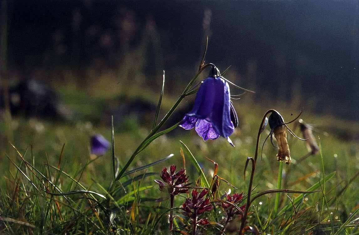 Pirchkogel am 06.08.1977
