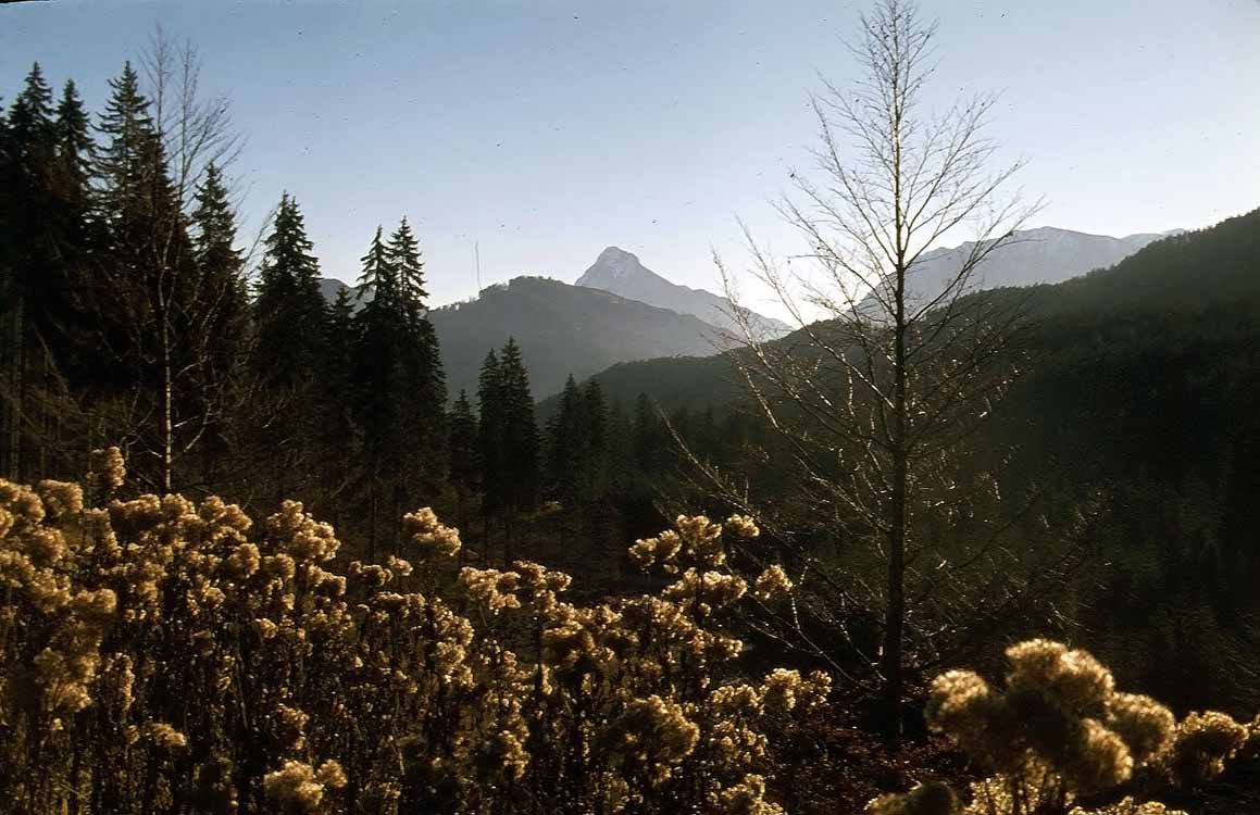 Juifen am 11.11.1978