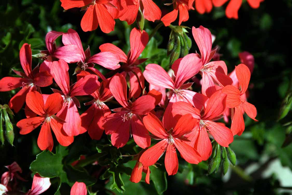 Gornergletscher am 22.08.2007