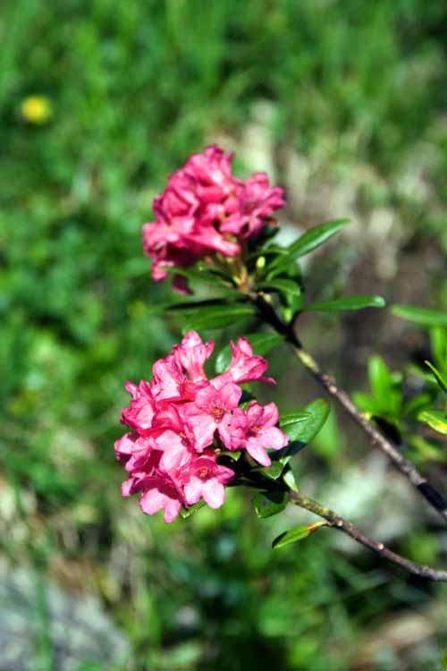 Knappenweg am 30.06.2009