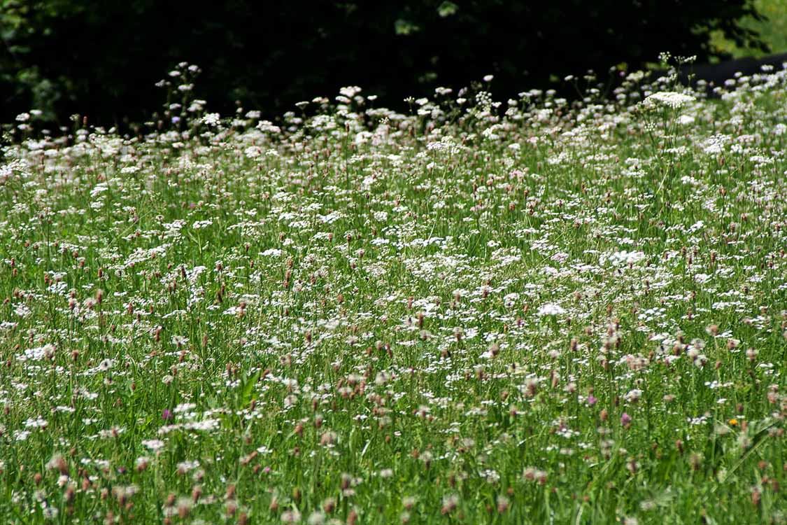Geroldsee am 11.07.2010