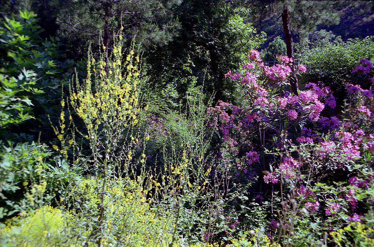 01.06.1996 | Amos   | Blütenpracht am Weg