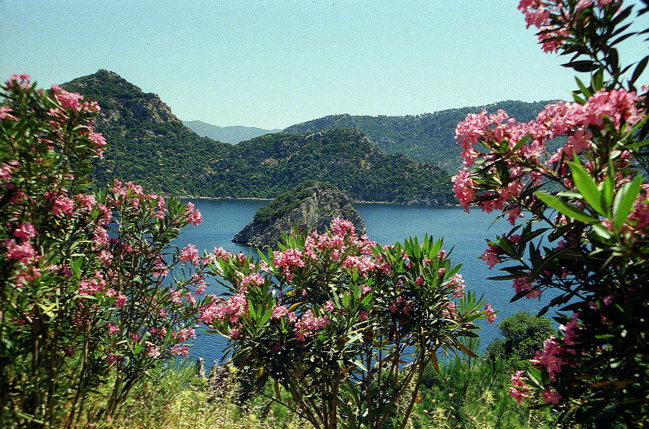 01.06.1996 | bei Icmeler | Blütenpracht vor der Meeresbucht