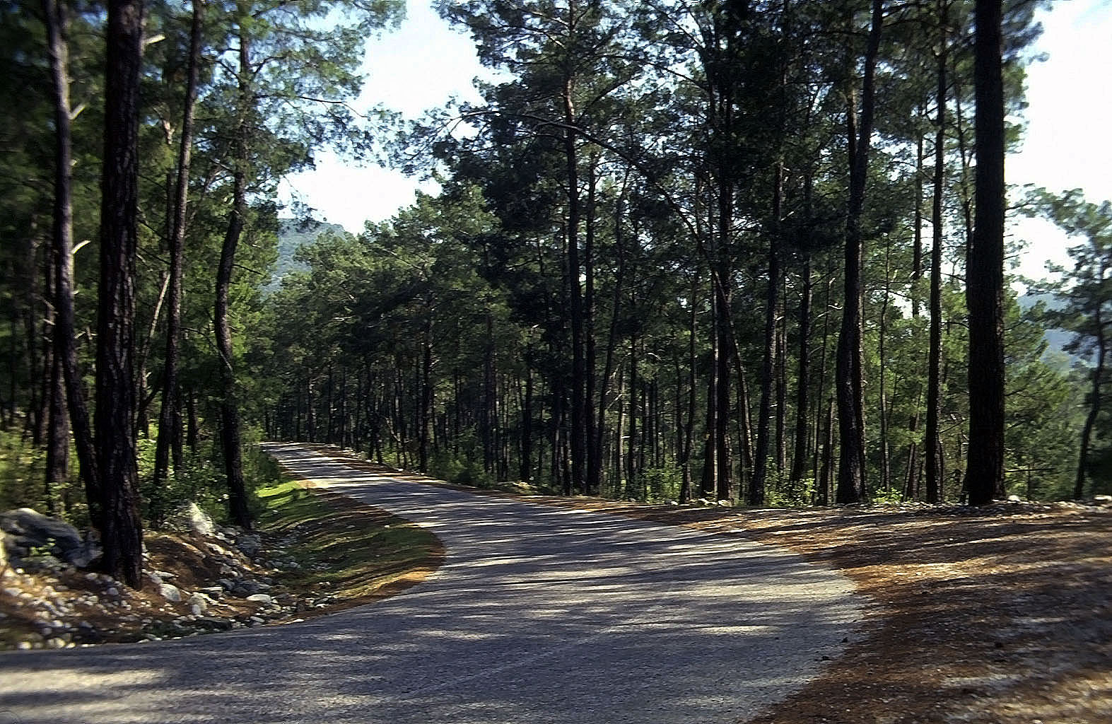 19.04.1993 | vor Cirali | Zufahrtstrasse im Wald