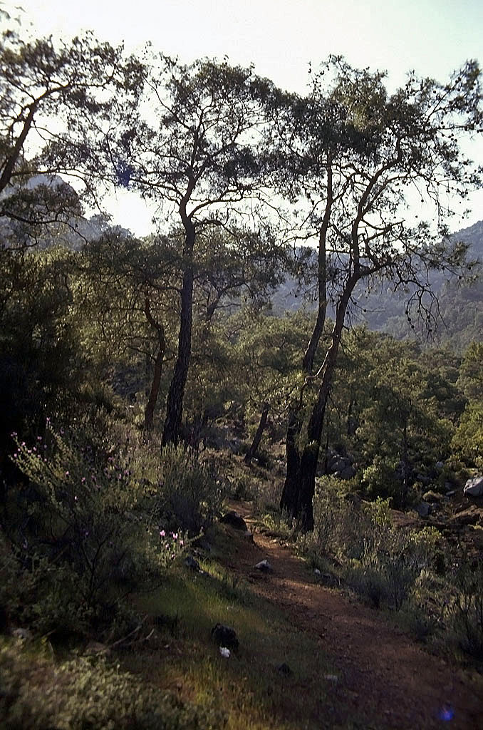 19.04.1993 | Aufstieg | antiker Weg zur Chimeira