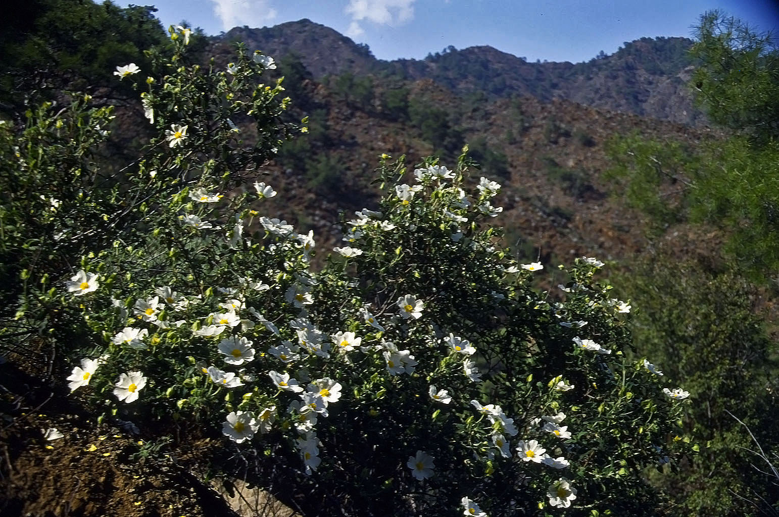 19.04.1993 | Aufstieg | Rosenbusch am Weg