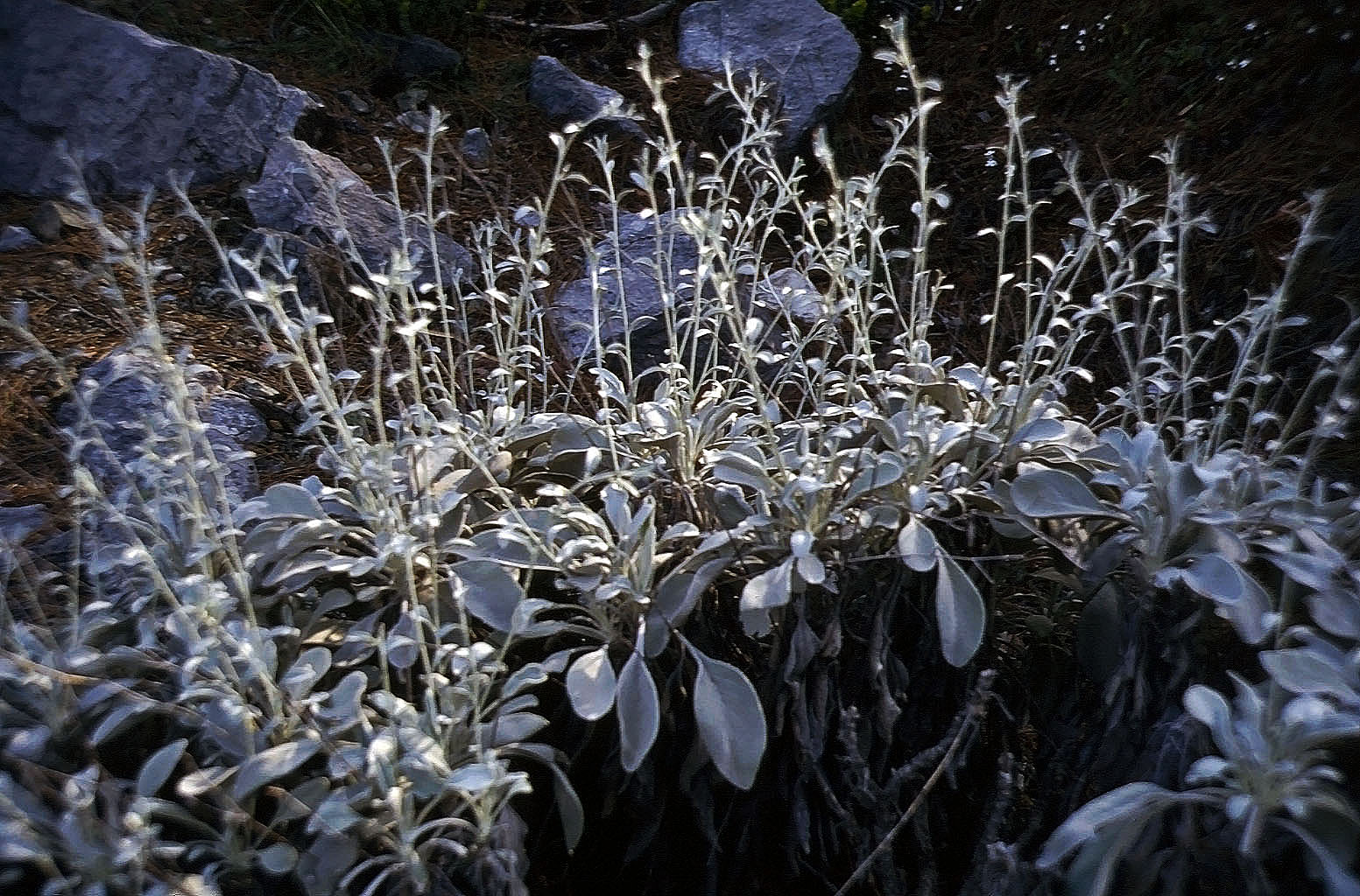 19.04.1993 | Aufstieg | Blumenschmuck am antiken Weg