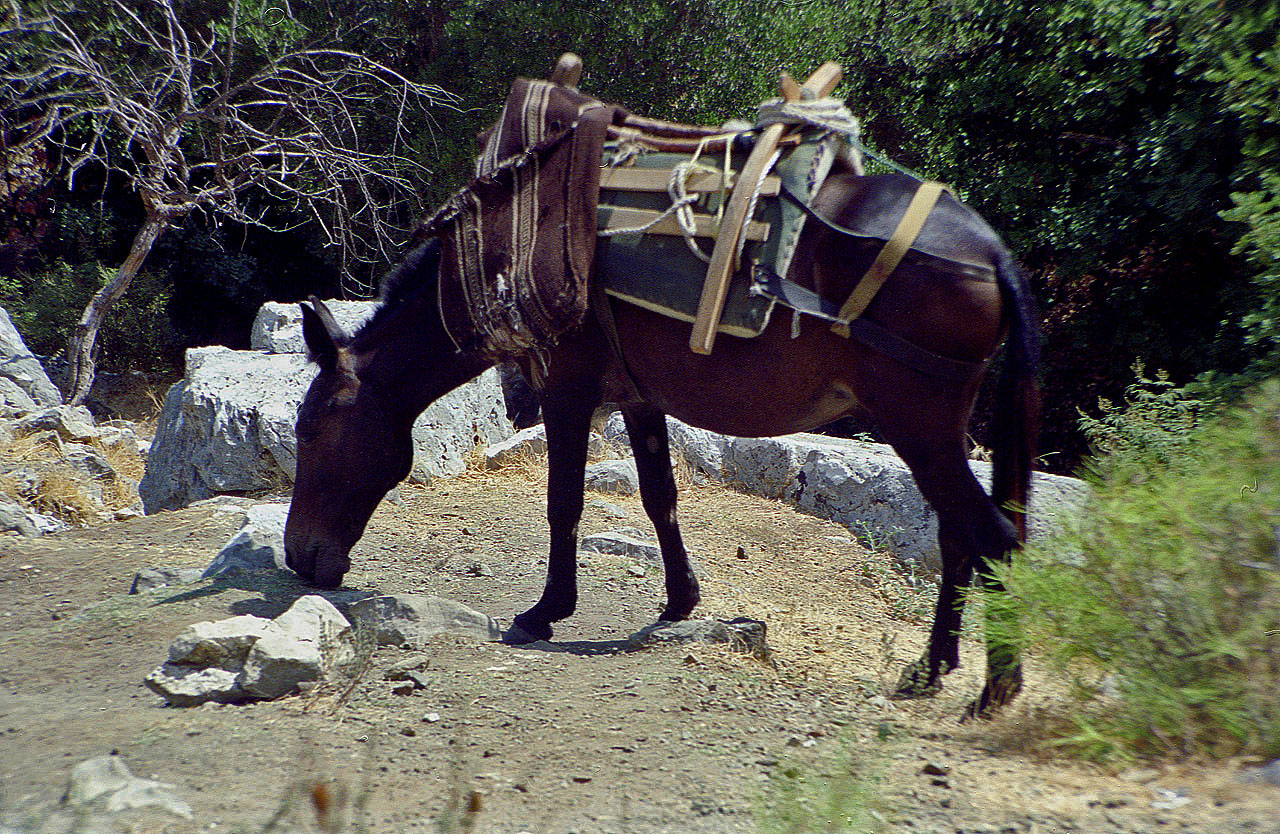 29.08.1995 | Flammen   | Tragetier bei den Flammen