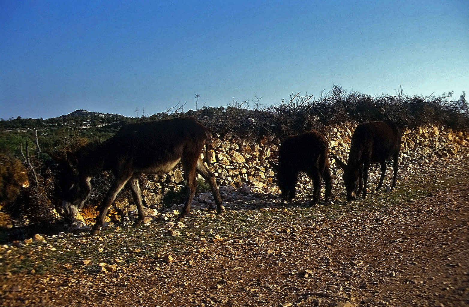 21.04.1993 | vor Kas | Eselsfamilie am Weg