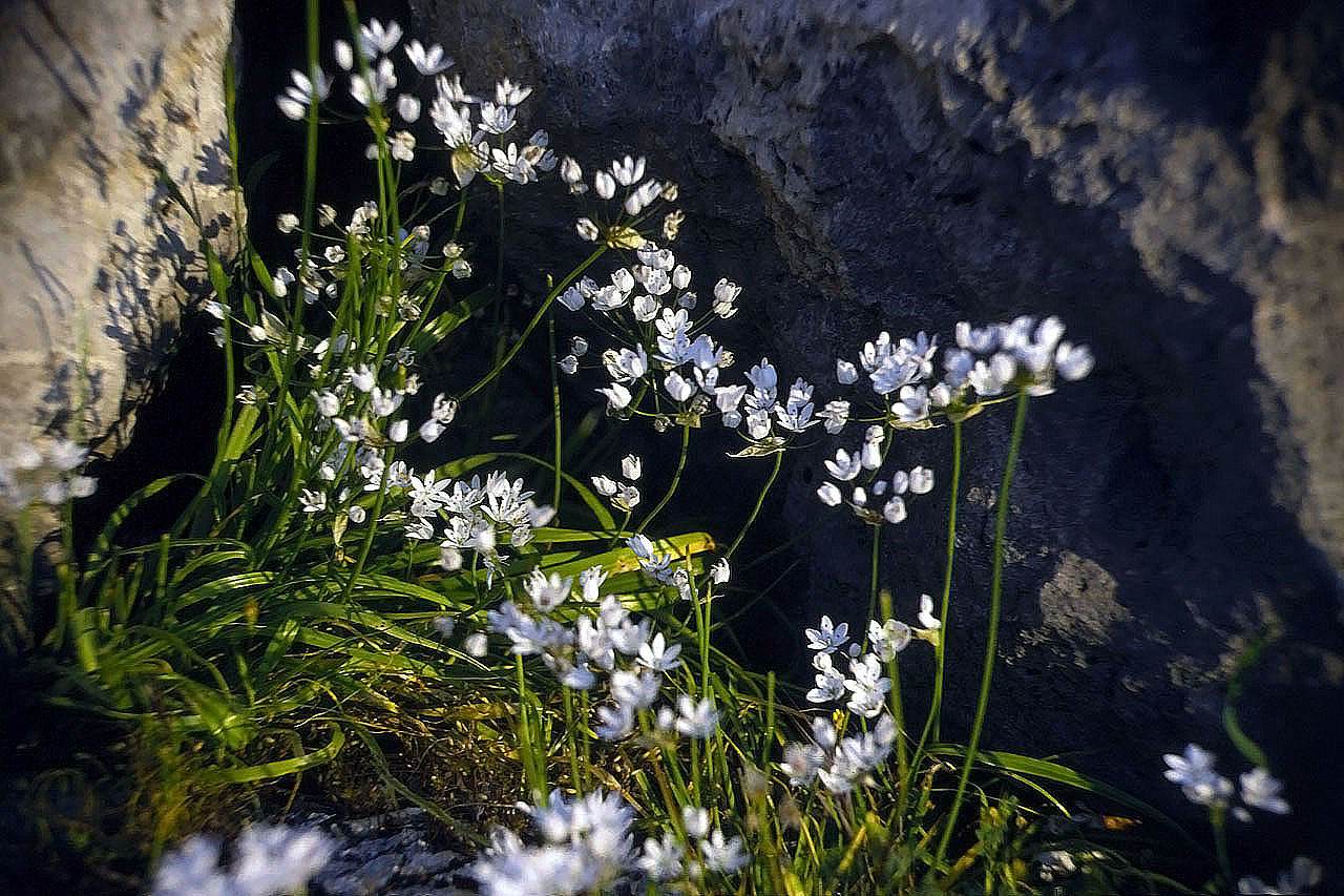 22.04.1993 | Theater | Blümchen im Morgenlicht