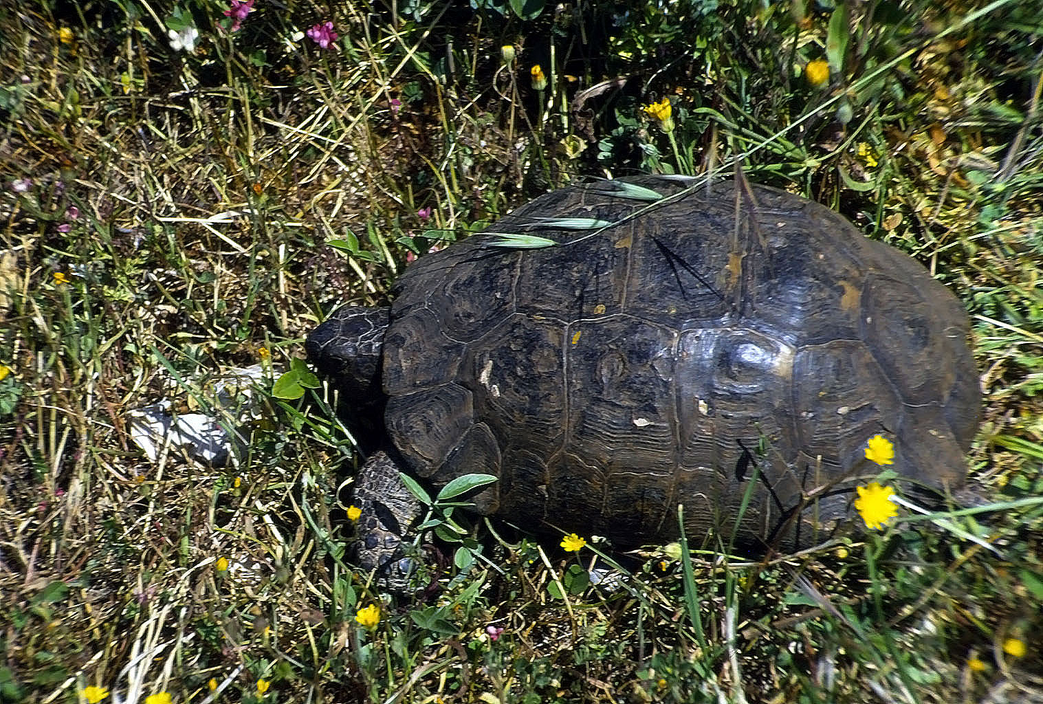 20.04.1993 | Hangsiedlung | Landschildkröte