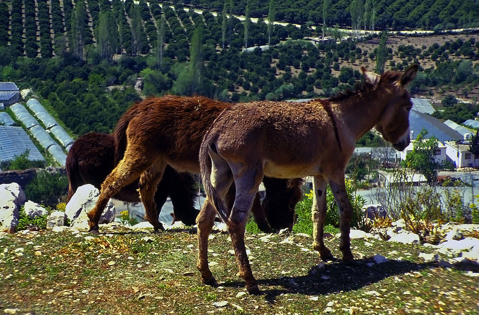 20.04.1993 | antiker Weg | teilweise Begleiter im Aufstieg zum Heroon