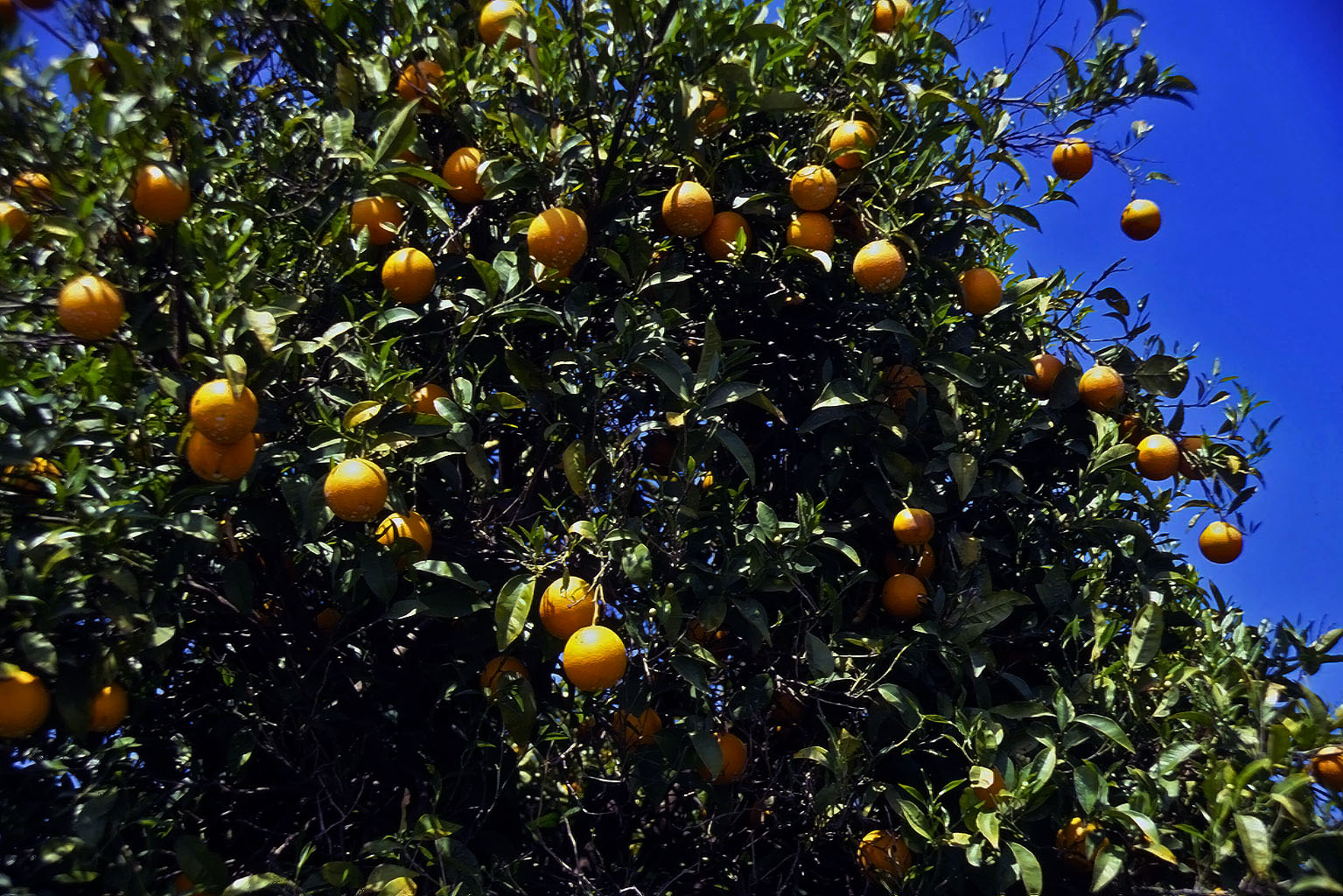 20.04.1993 | Limyra | Orangenbäume