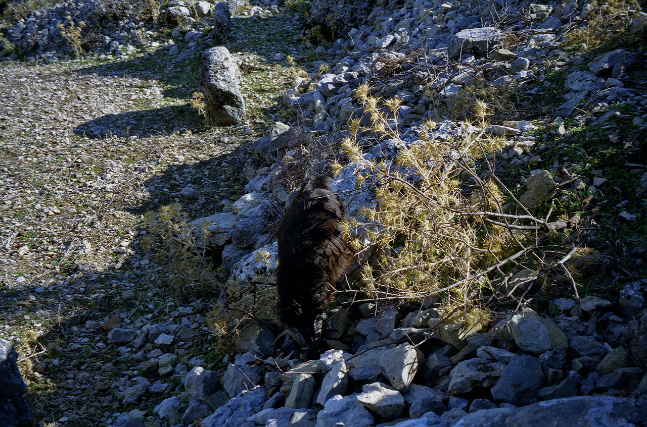 08.11.1994 | Selge | Ziege vor den stacheligen Terrassenrändern